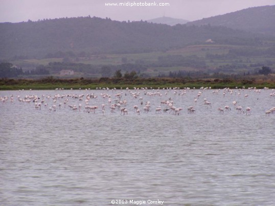 Etang de Bages, just South of Narbonne