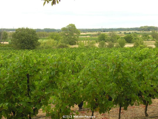 Ginestas Vineyards Vendanges