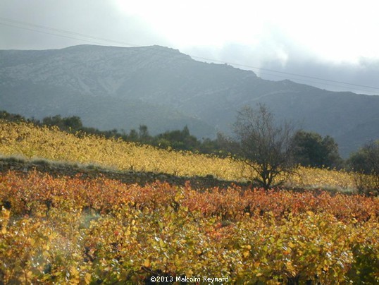 The last of the Autumn Vines in the Languedoc