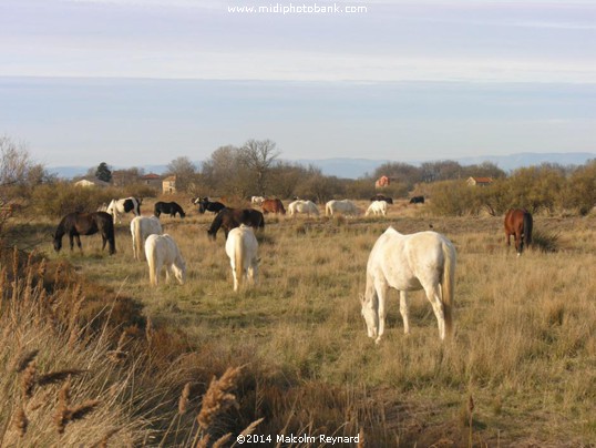 "Ranch Horses" down at Sérignan Plage near Béziers.