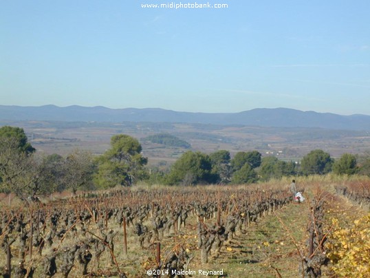 Mid Winter Vines in the Languedoc