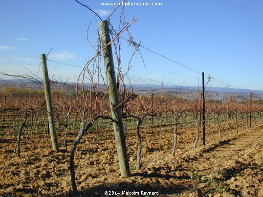 Mid Winter Vines in the Languedoc