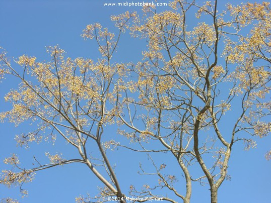 "Sring is Springing " in Béziers