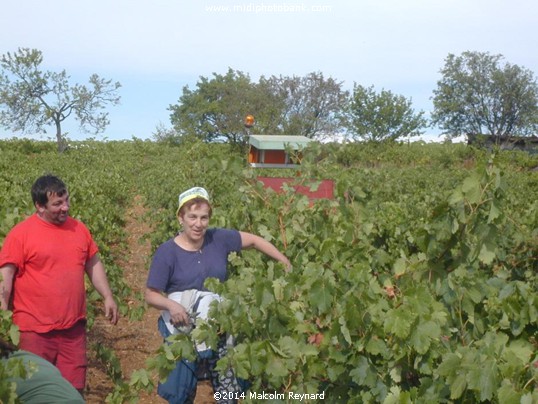 "Vendanges" (grape harvest)  time in the Languedoc