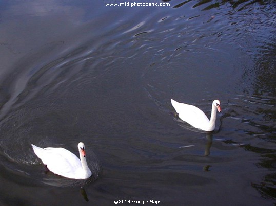 Midi Canal ― Wildlife