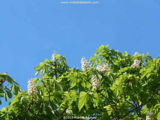 Springtime Colours