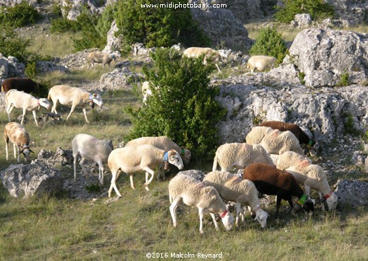 Aveyron - La Cavalerie - Larzac