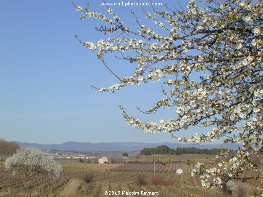 Spingtime near Béziers