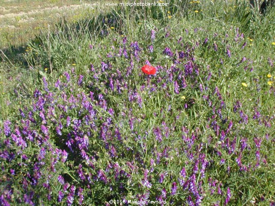 Spingtime near Béziers