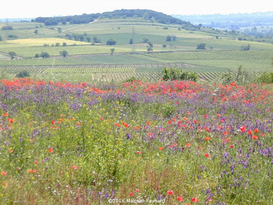 Spingtime near Béziers