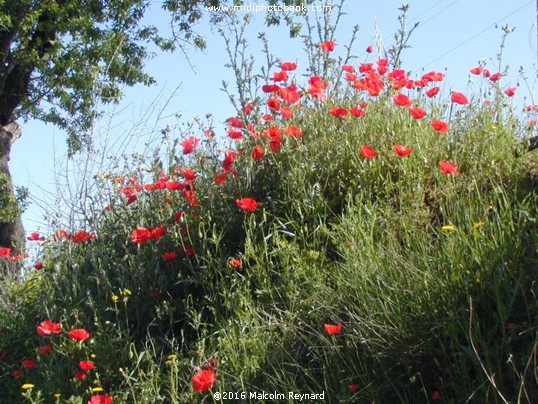 Spingtime near Béziers