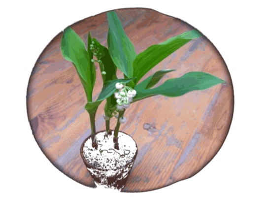 Muguet de Mai