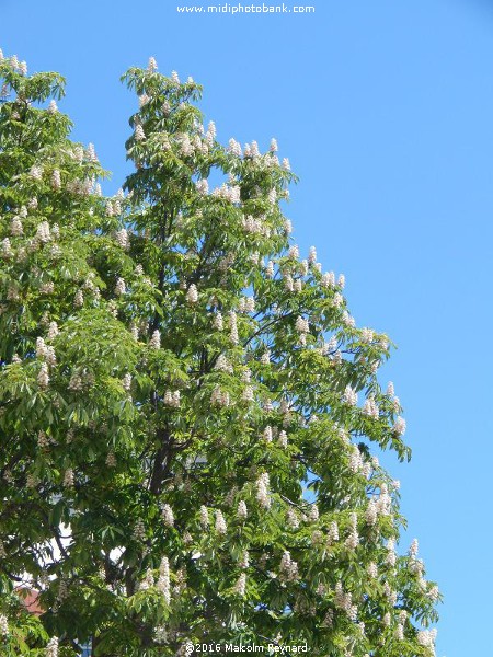 Spring Blossom on a Chestnut Tree