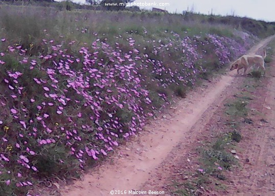 Springtime near Béziers