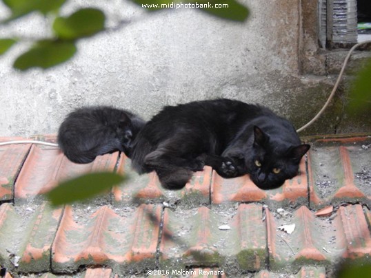 "Cats on a Hot Tile Roof"