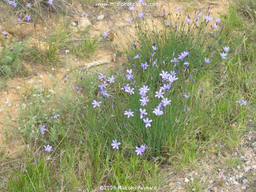 Wild flowers - Corbières Hills