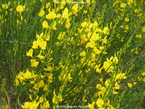 Wild flowers - Corbières Hills