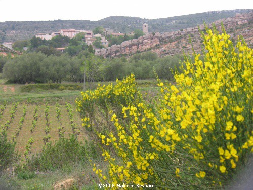 Wild flowers - Corbières Hills