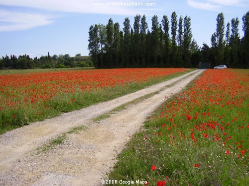 Wild flowers - Coquelicots