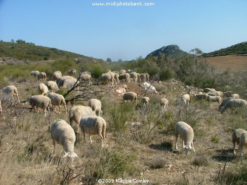 Albas in the Corbières