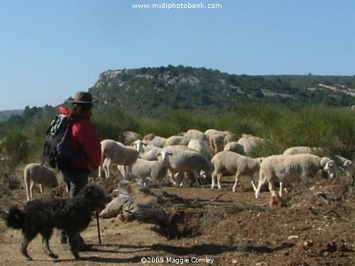 Albas in the Corbières