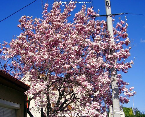 Spring in Béziers