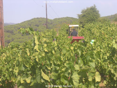 The "Vendanges" (Grape Harvesting) of the 2009 Crop in the Languedoc