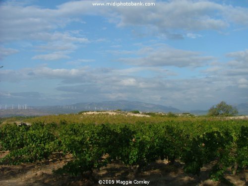 Windmills on the Corbières