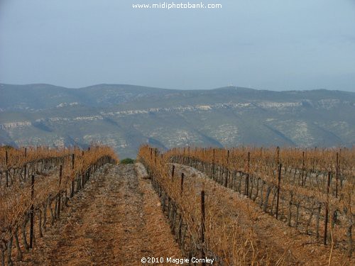 New Year Walk in the Corbières' Hills