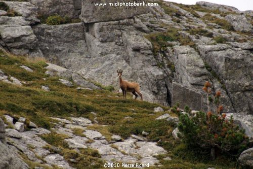 Le plateau de l'Aubrac