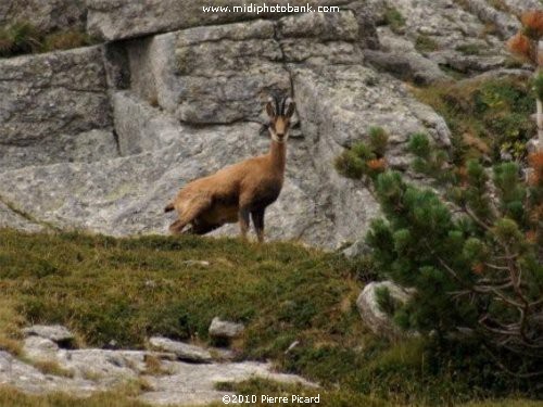 Le plateau de l'Aubrac