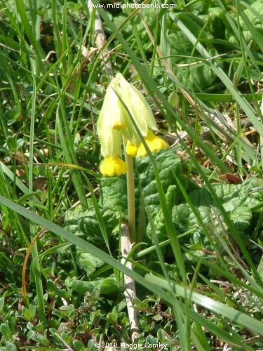 Spring in the Corbières