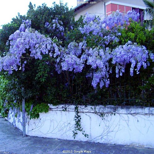 Wisteria lane - French style