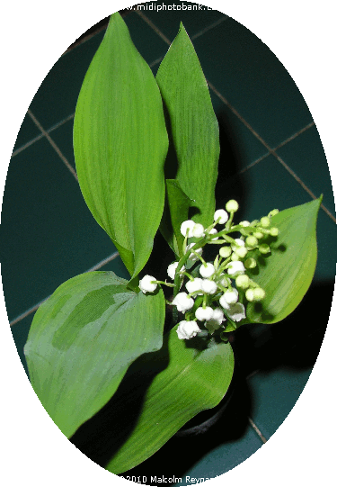 May "Sprig" of Muguet - Béziers