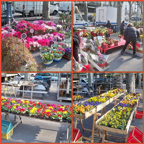 Béziers Friday Flower Market