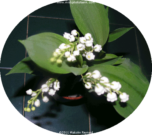 May Muguet - Lily of the Valley