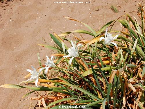 Wild Lilies