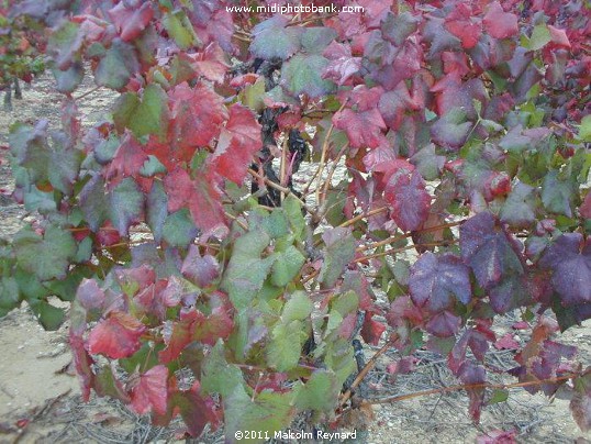 Autumn Vines in the Languedoc