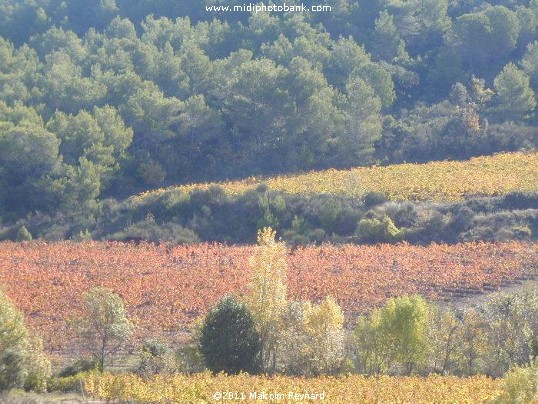 Autumn Vines in the Languedoc