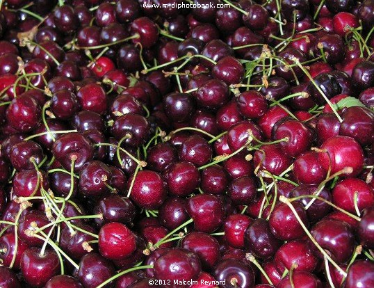 Cherry Season in the Languedoc