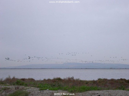 Etang de Bages