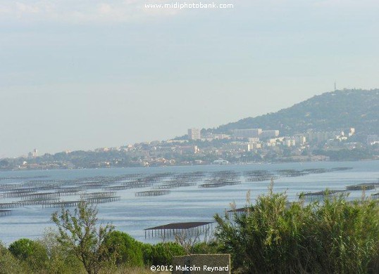  Etang de Thau - Séte