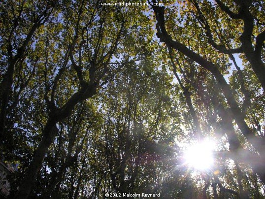  Autumn Light - Béziers