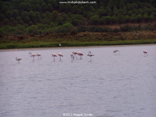 Etang de Bages, just South of Narbonne