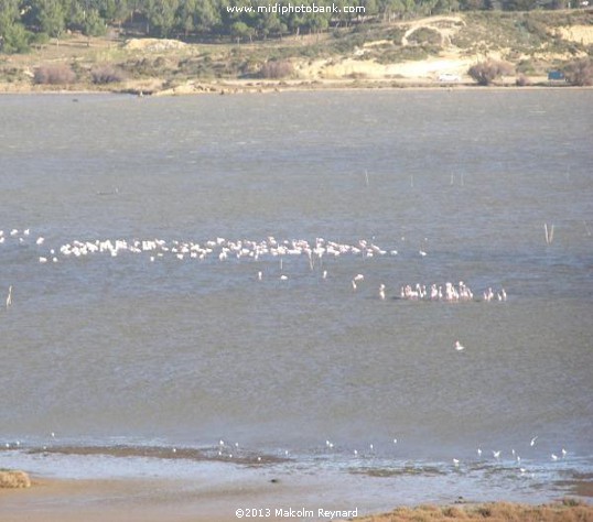 Etang de Bages, just south of Narbonne