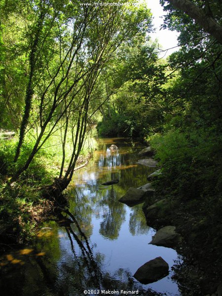 Montagne Noir - a Walk in the Woods