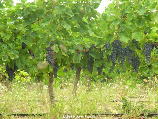 Ginestas Vineyards Vendanges