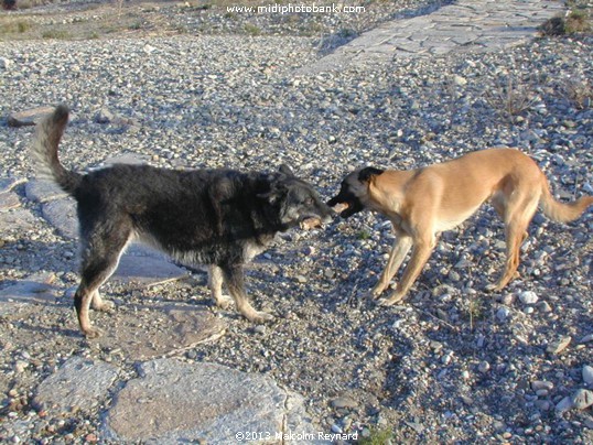 "Hélène" & "Penny"