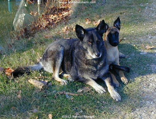 "Hélène" & "Penny"