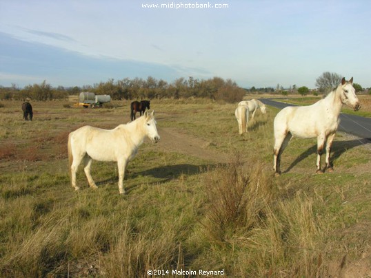 "Ranch Horses" down at Sérignan Plage near Béziers.